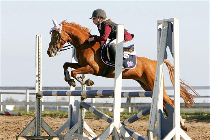 Anden særlig race Daisy<3333 b-pony<3 billede 12