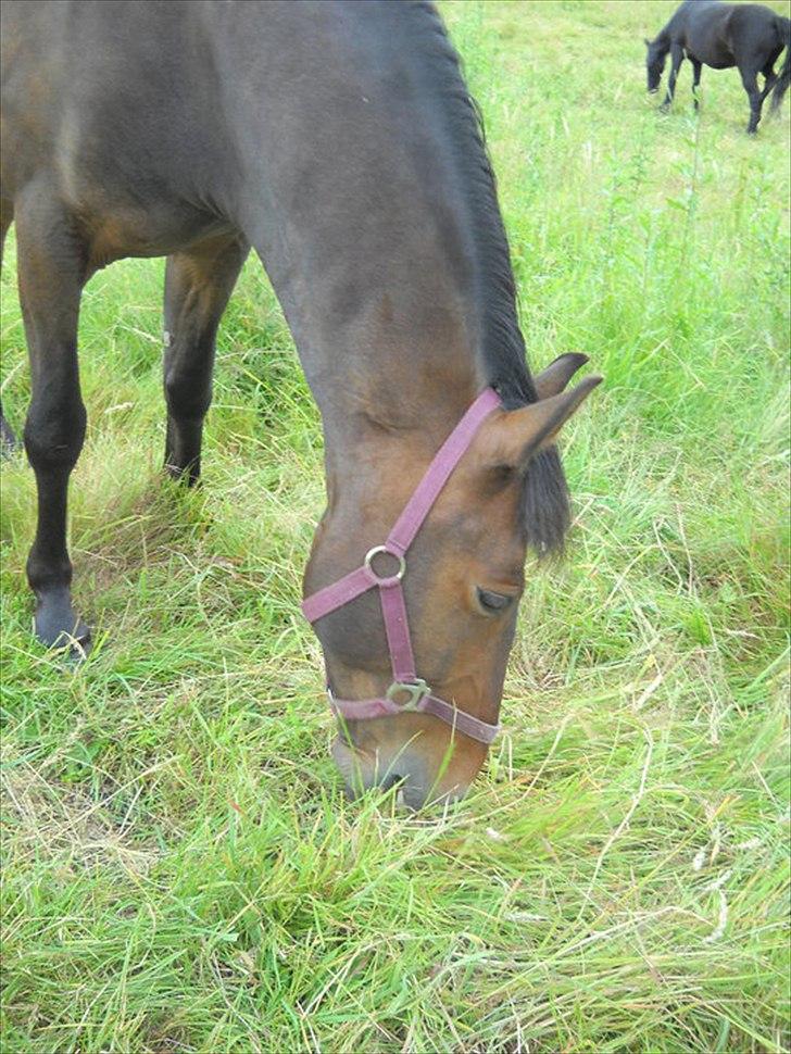 Anden særlig race Espla! :D (Ebbe ! <3)  billede 5