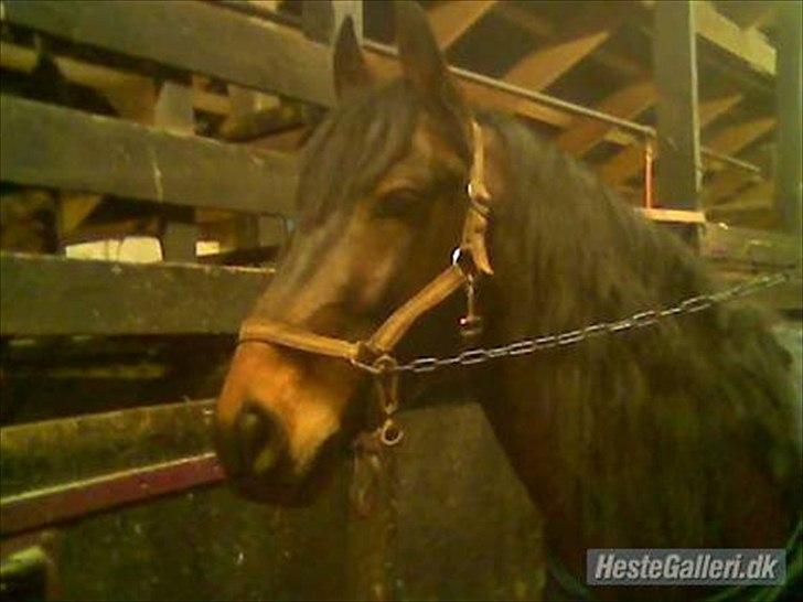 Anden særlig race Espla! :D (Ebbe ! <3)  billede 6