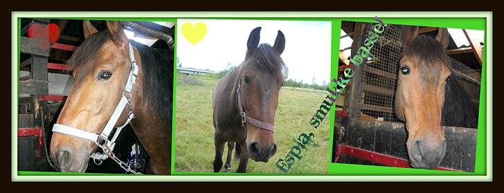 Anden særlig race Espla! :D (Ebbe ! <3)  billede 7