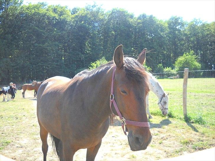 Anden særlig race Espla! :D (Ebbe ! <3)  - Ææææseldyr! :D <3 billede 8