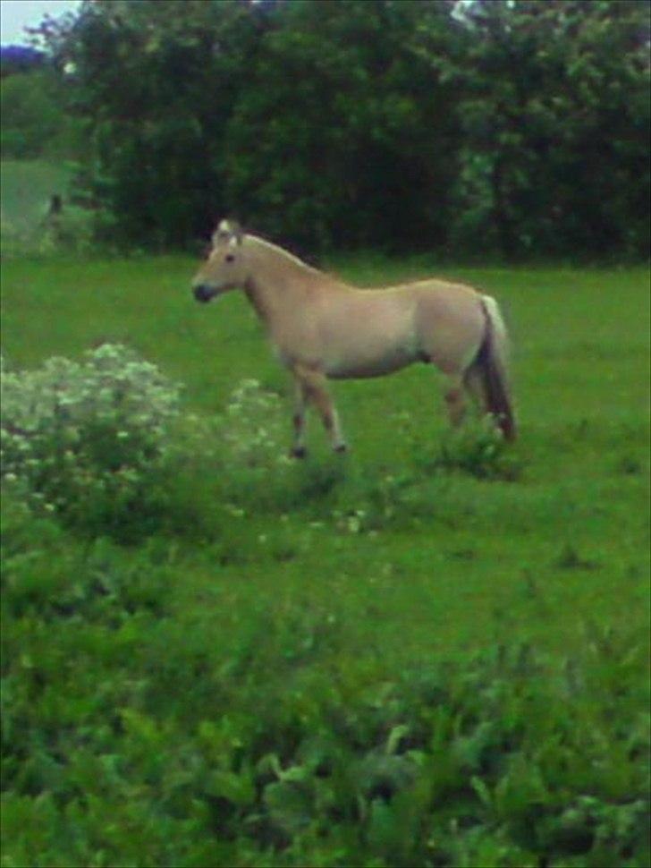Fjordhest Rune Åby Farvel Min Skat. - Dette er det sidste billed jeg fik taget af min dejlige Rune savner ham simpelthen så meget at det gør helt ondt!!!  billede 20