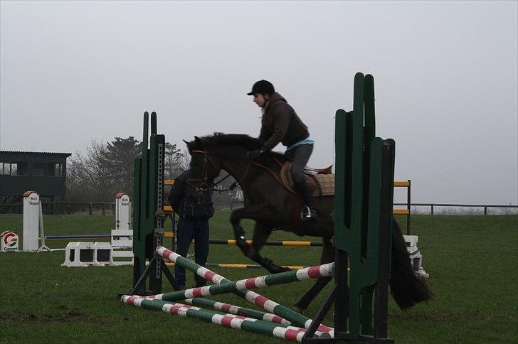 New Forest | Marabou <3 - (8) Jeg elsker dig pony! <3 billede 8