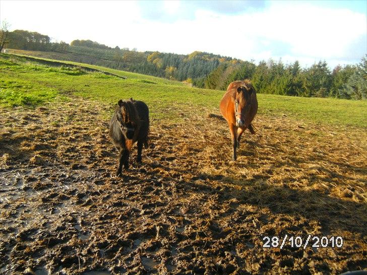 Shetlænder Smut billede 6