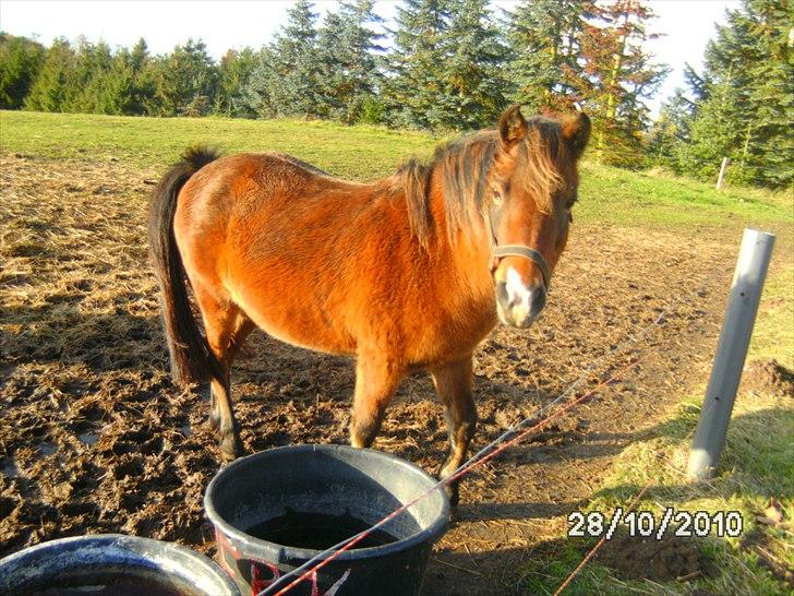 Shetlænder Smut billede 7