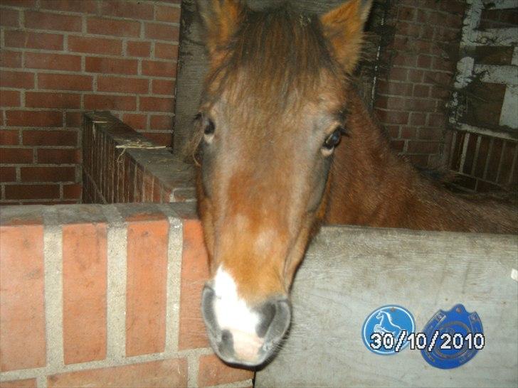 Shetlænder Smut billede 8