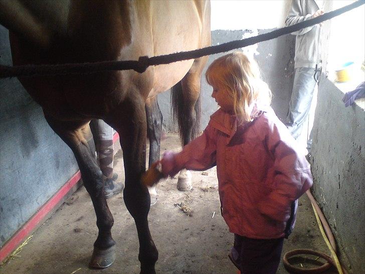 Traver König min skat :) - selv min dejlige niece Maja kan strigle på min dejlige König!! billede 14