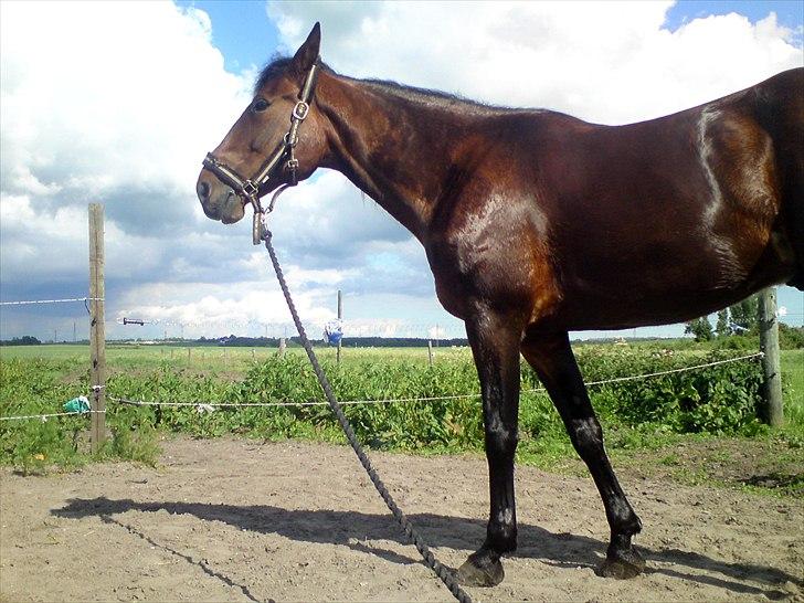 Traver König min skat :) - Dejlig våd hest i solskinog så nyder han det :) billede 16