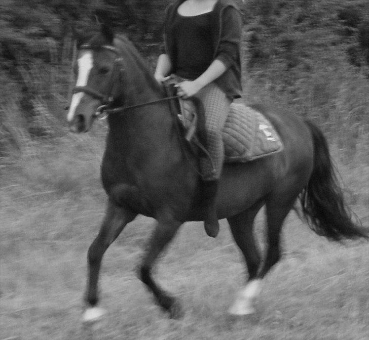 Anden særlig race Lux De Lux* - Vildhesten på marken :´) billede 2