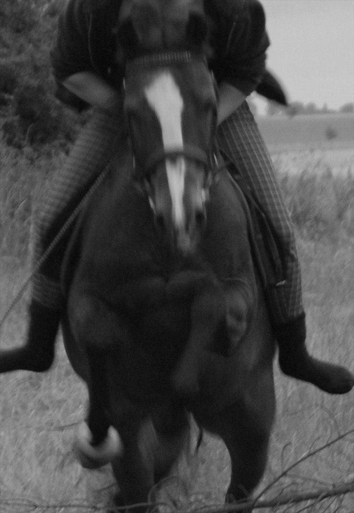 Anden særlig race Lux De Lux* - Lux De Lux billede 3