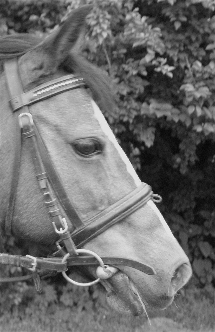 Anden særlig race Lux De Lux* - Lux smukke hoved :D billede 4