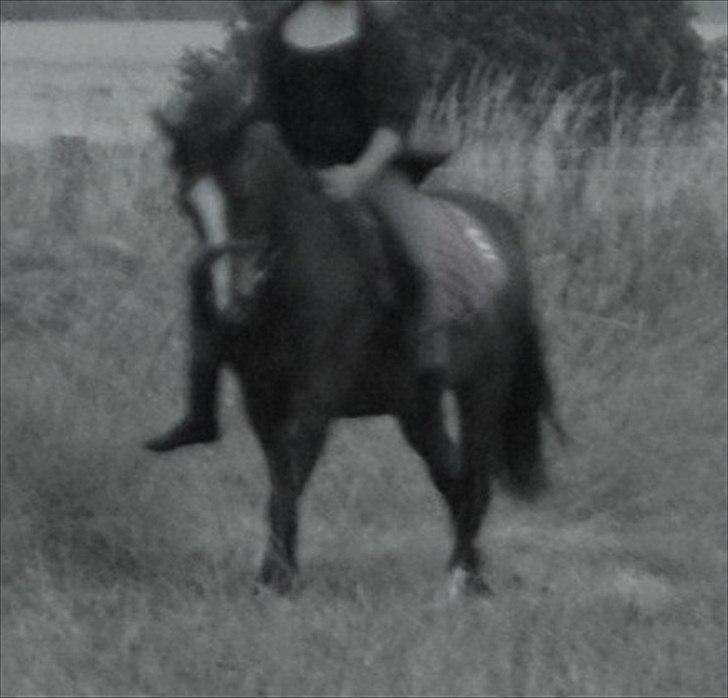 Anden særlig race Lux De Lux* - En galloptur på marken ;) billede 5