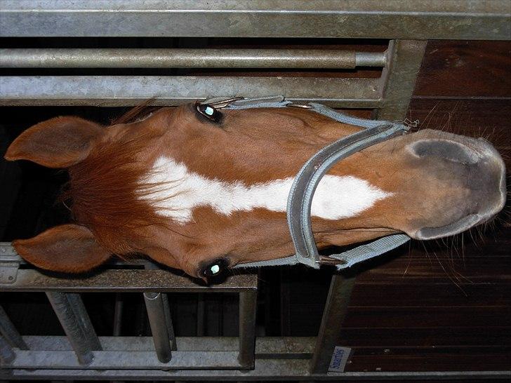 Anden særlig race Smarties<33 R.I.P. billede 7