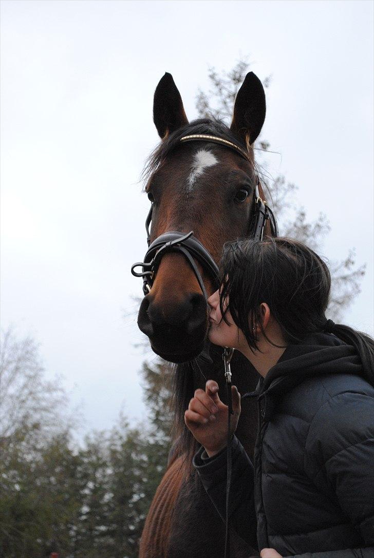 Dansk Varmblod Mr. Hot Chokolate Fudge |Choko| [Trænede] - Taget af Pernille billede 17