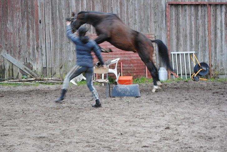 Dansk Varmblod Mr. Hot Chokolate Fudge |Choko| [Trænede] - Har springer han ca. 50-70 cm. Taget af Pernille billede 18