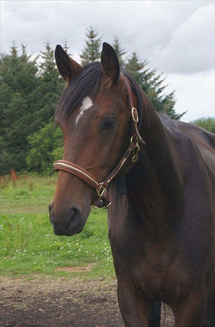 Dansk Varmblod Mr. Hot Chokolate Fudge |Choko| [Trænede] - Taget af Helena Elmo Kristensen billede 4