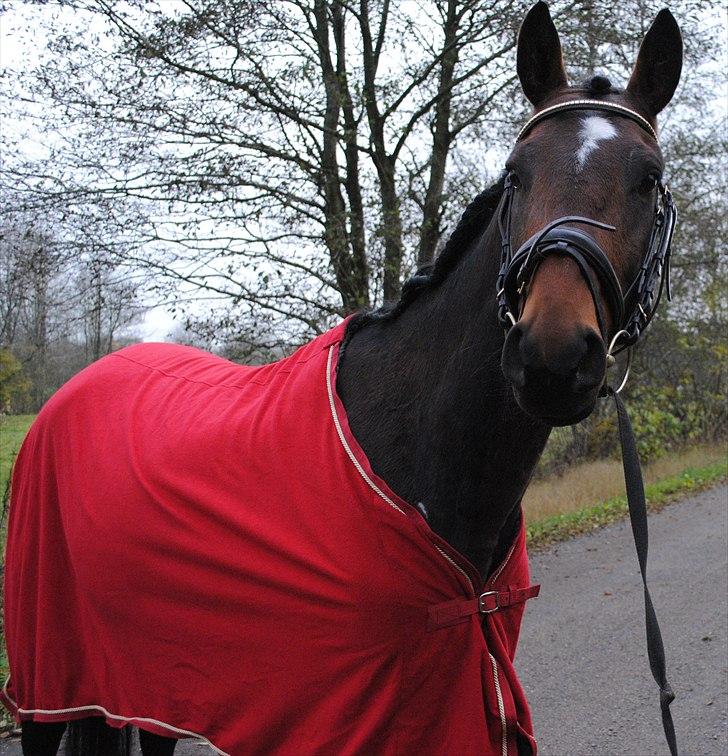 Dansk Varmblod Mr. Hot Chokolate Fudge |Choko| [Trænede] - Taget af Pernille billede 19