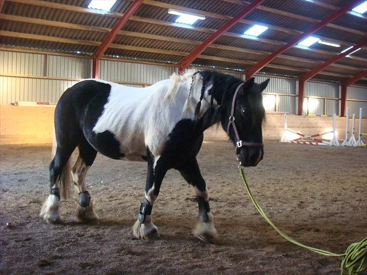 Tinker mollie - første longering billede 10