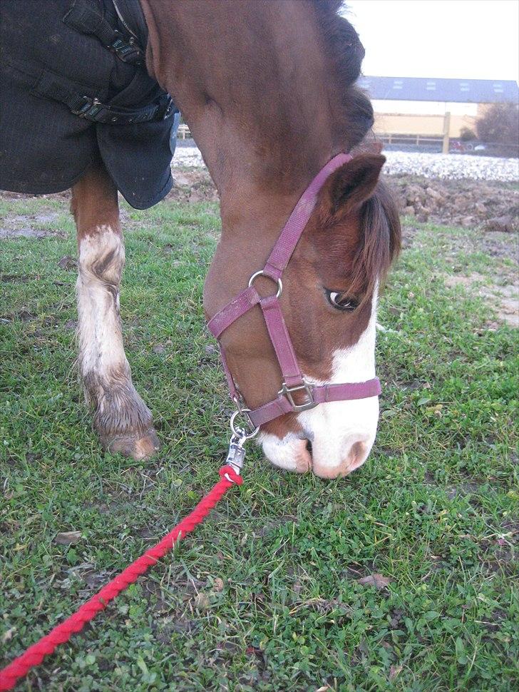 Welsh Cob (sec D) Thers Hey Harlekin - Længe siden. En mudret november.  billede 7