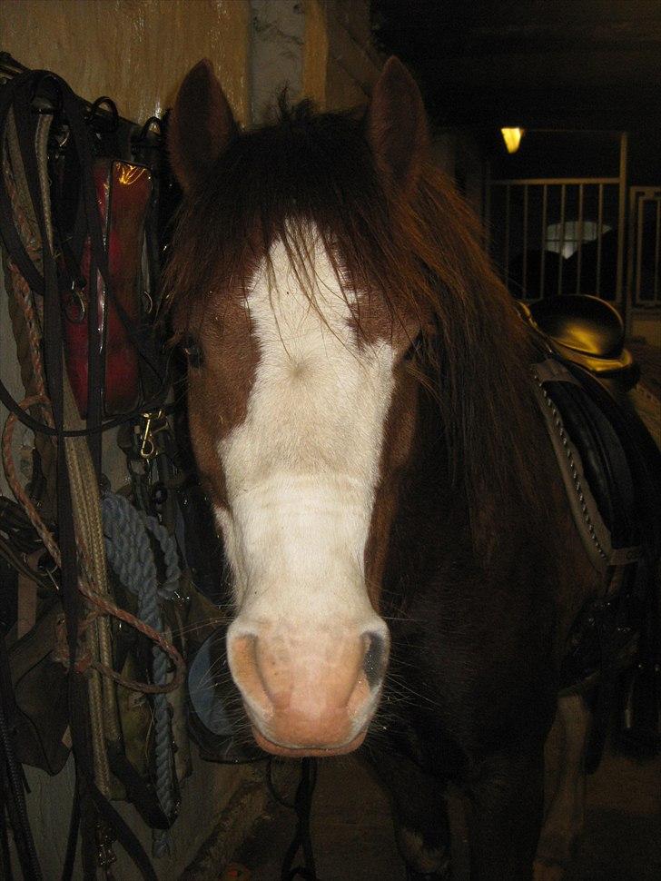 Welsh Cob (sec D) Thers Hey Harlekin - Efter ridning. Er hel vild med hans blis! :´D FOTO: KNL foto billede 8