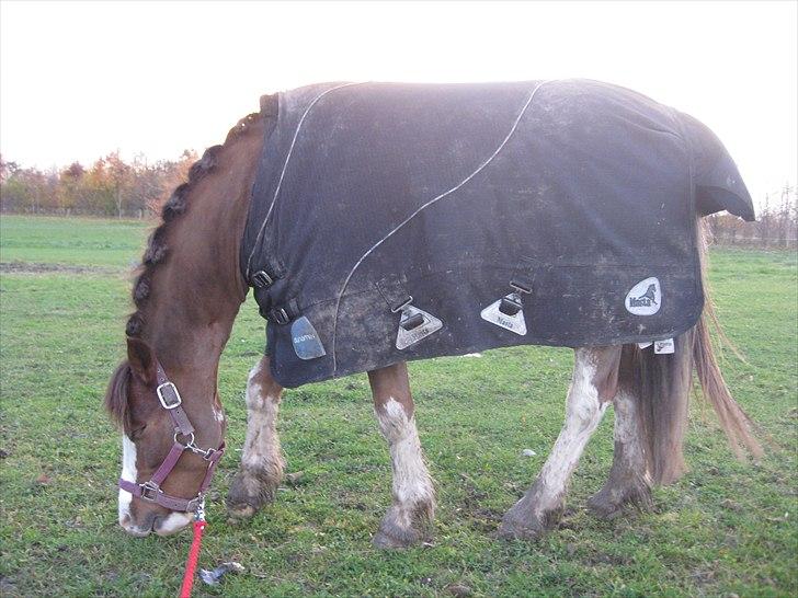 Welsh Cob (sec D) Thers Hey Harlekin - Desværre i modlys, men Harlekin i fuld profil :D  FOTO KNL FOTO billede 9