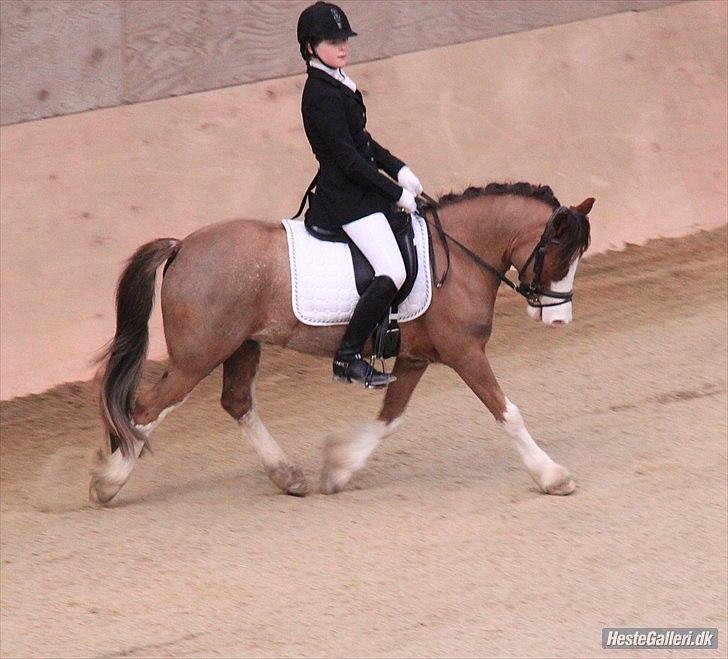 Welsh Cob (sec D) Thers Hey Harlekin - Mit første og eneste stævne på Harlekin. FOTO JC billede 10