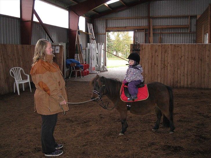 Shetlænder Trunte billede 9