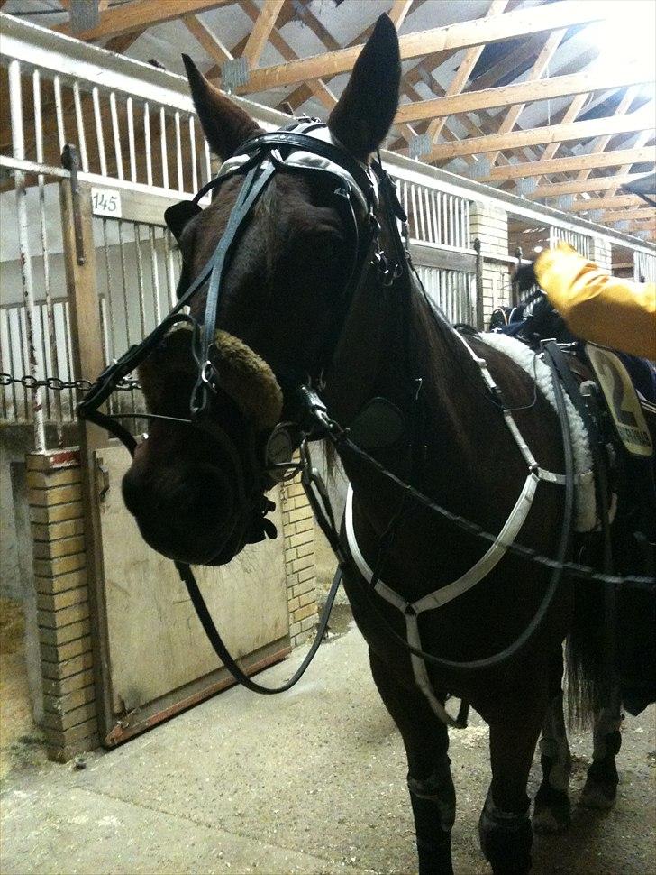 Traver Forever Bit (død) - Inden starten i Billund 2010 billede 9