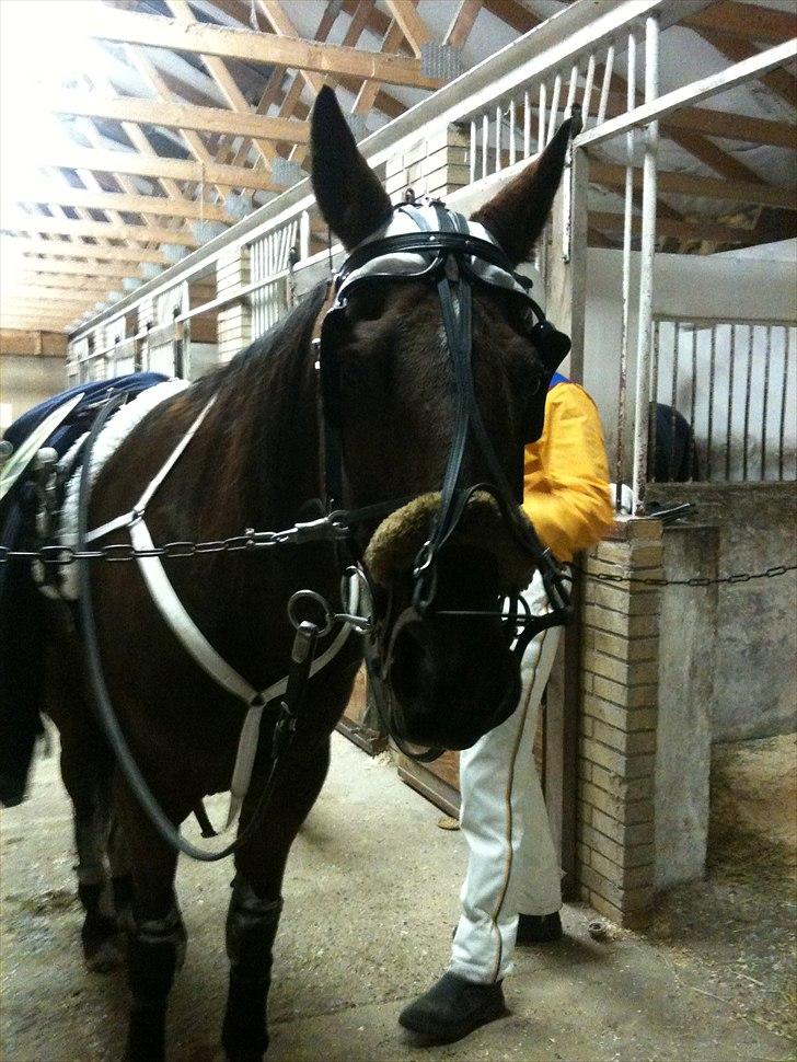 Traver Forever Bit (død) - Inden starten i Billund 2010 billede 10