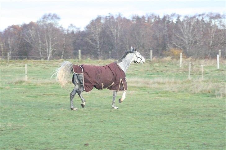 Dansk Varmblod Miss Cacha M billede 3