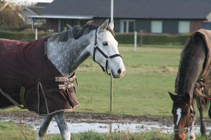 Dansk Varmblod Miss Cacha M billede 5