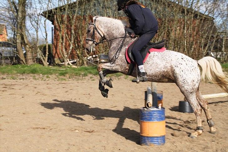 Anden særlig race Naira Uniqe solgt billede 1