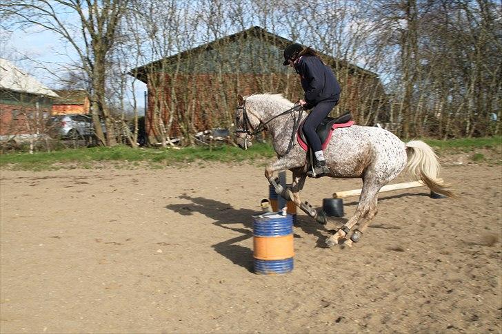 Anden særlig race Naira Uniqe solgt billede 3