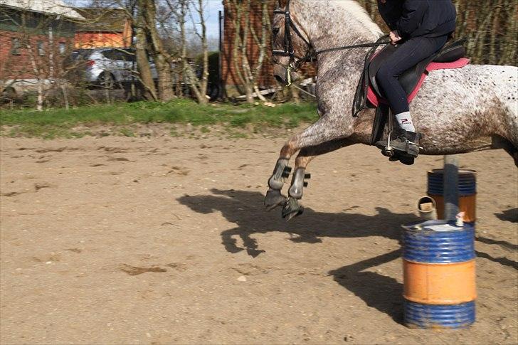 Anden særlig race Naira Uniqe solgt billede 4