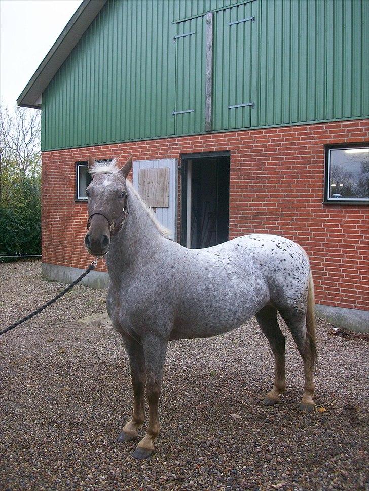 Anden særlig race Naira Uniqe solgt billede 5