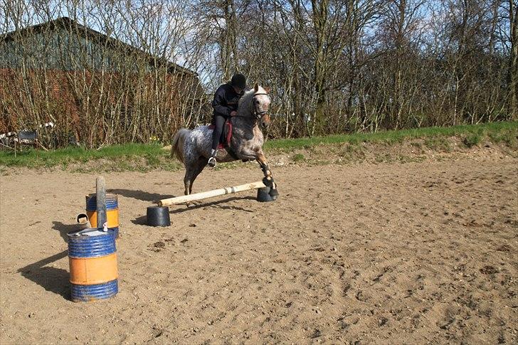 Anden særlig race Naira Uniqe solgt billede 7