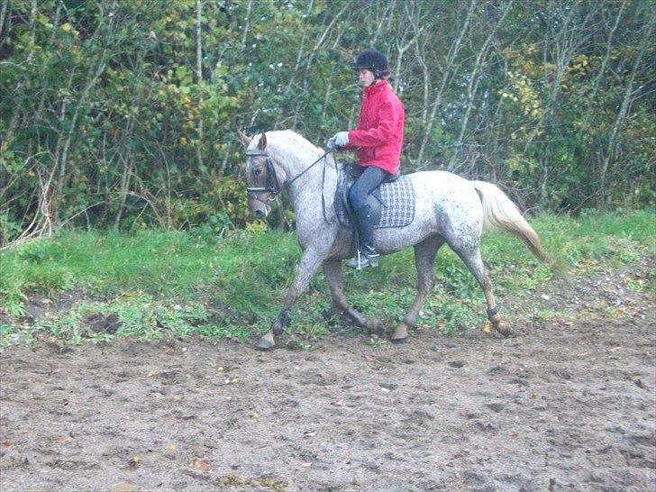 Anden særlig race Naira Uniqe solgt billede 10