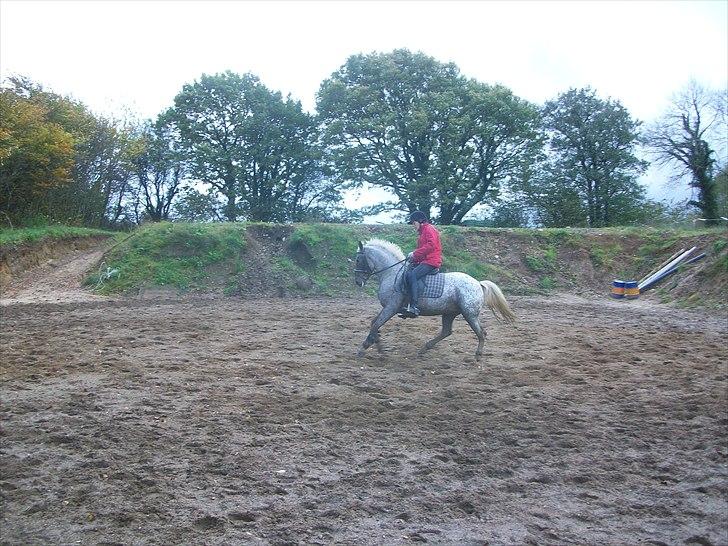 Anden særlig race Naira Uniqe solgt billede 12