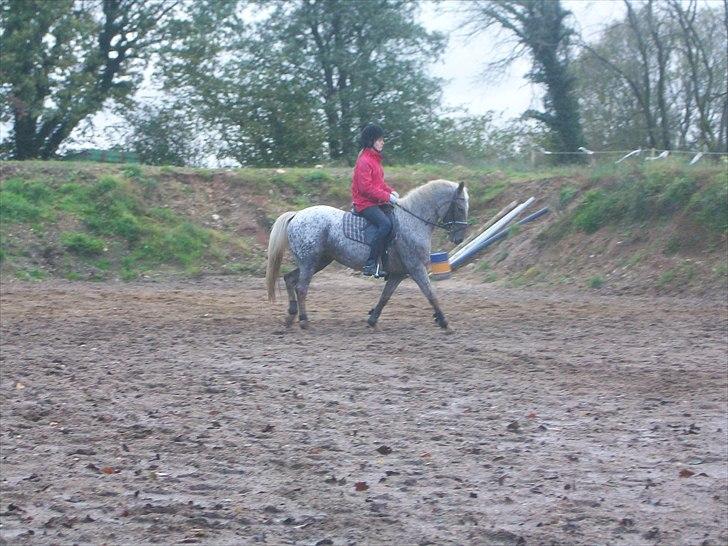 Anden særlig race Naira Uniqe solgt billede 13