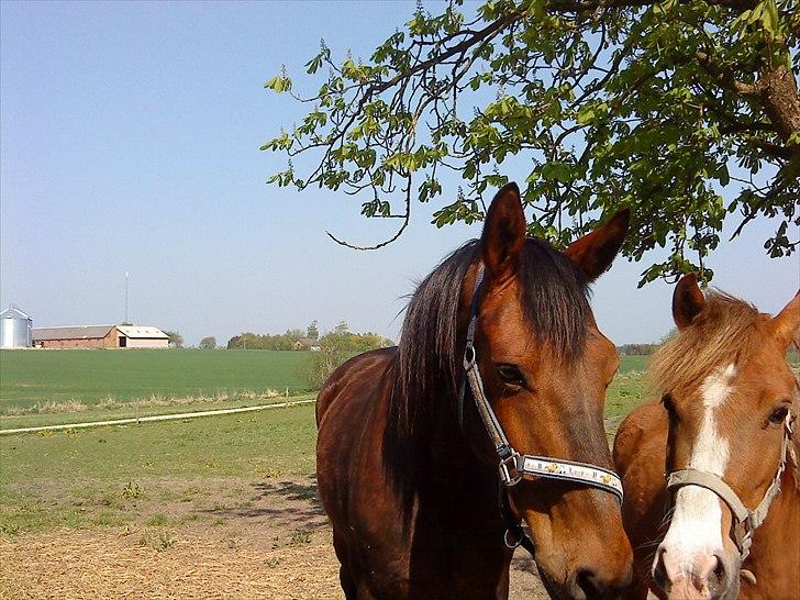 Dansk Varmblod Jackpot - Jackpot og Kalle billede 4
