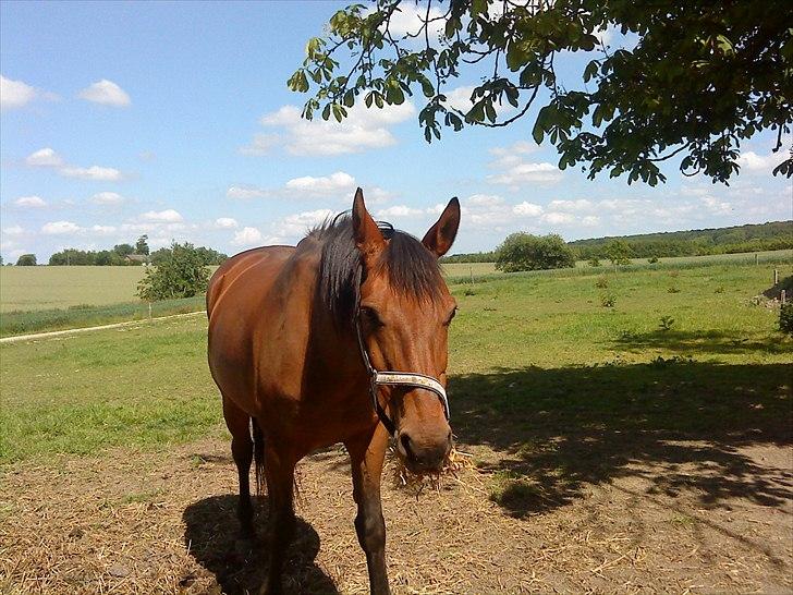 Dansk Varmblod Jackpot billede 5