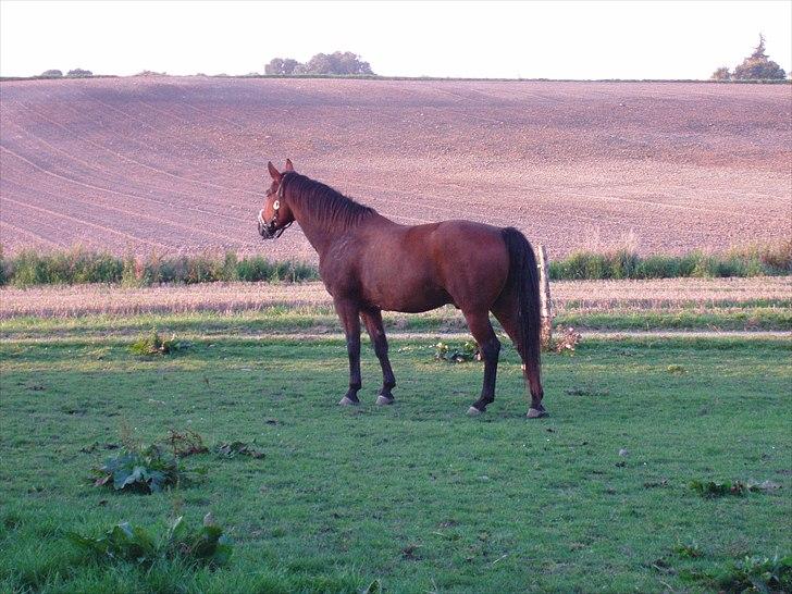 Dansk Varmblod Jackpot - kommer i ikke ? billede 9