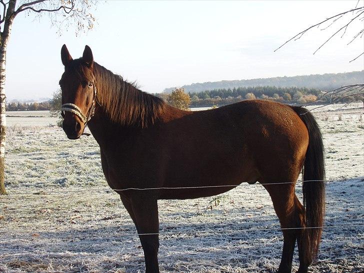 Dansk Varmblod Jackpot billede 10