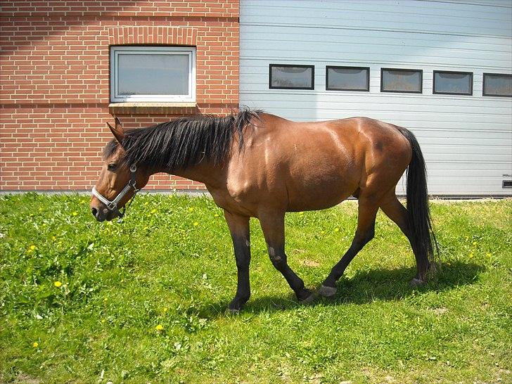 Dansk Varmblod Jackpot - Deglig sommer græs  billede 11