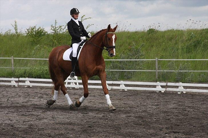 Anden særlig race Pascal af Egensevang - han elsker at ride op af midterlinjen :D billede 7