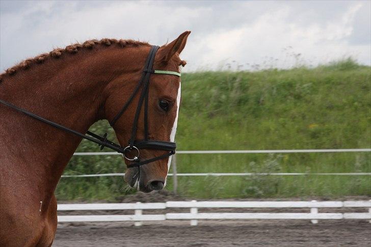 Anden særlig race Pascal af Egensevang billede 10