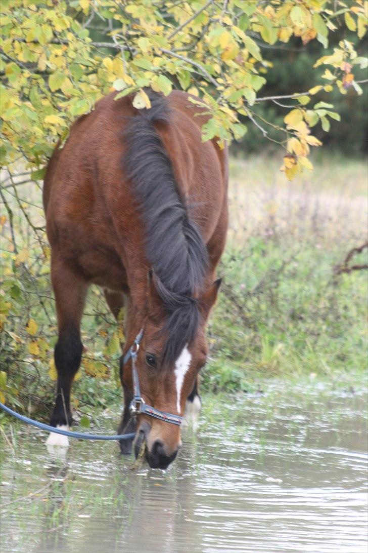 New Forest Sylvester. - den dag jeg så dig, så jeg glæden, forstod man skulle holde af det man har istedet for at ømme sig over det man ikke har<3  billede 5