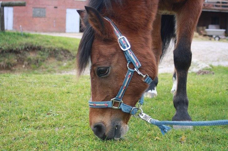 New Forest Sylvester. - Jeg elskede dig. <3
 billede 2