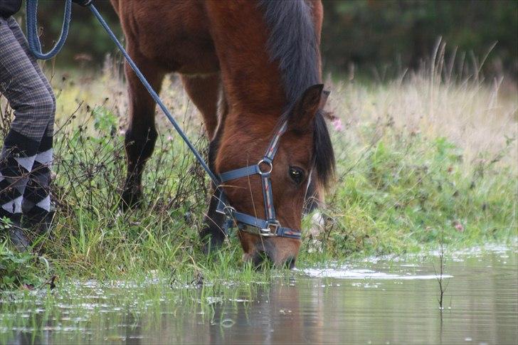 New Forest Sylvester. billede 7