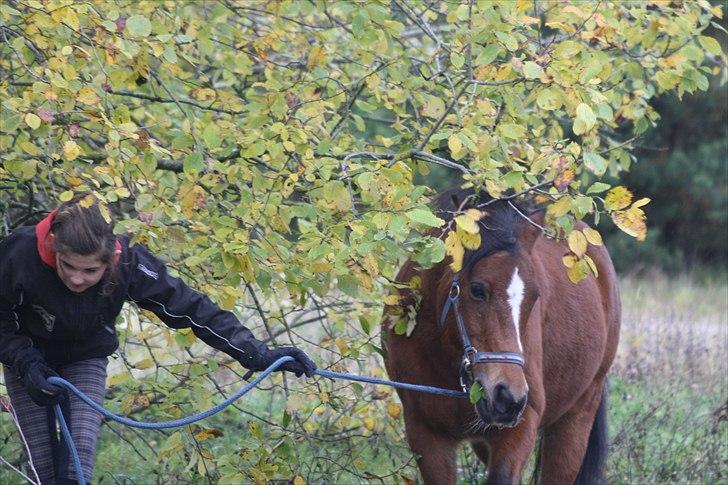 New Forest Sylvester. - Love. billede 8